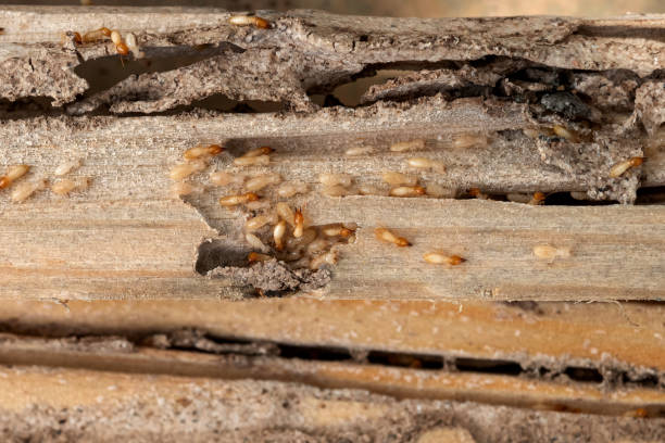 Best Pest Removal Services  in Broxton, GA