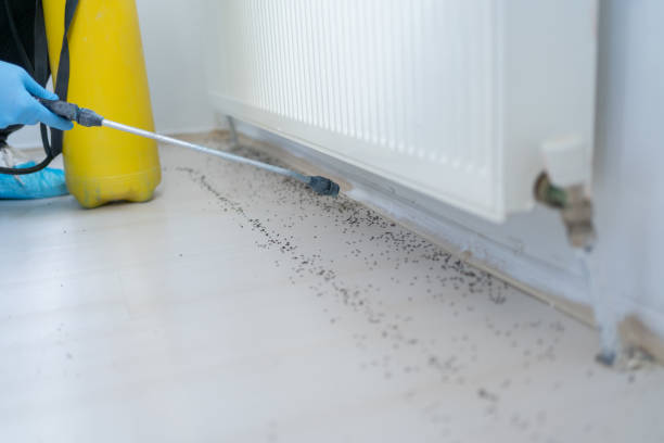 Best Wasp Removal Services  in Broxton, GA